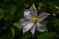 Clematis Thyrislund IMG_4757 Powojnik